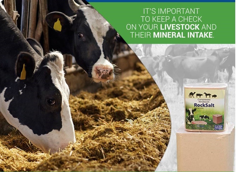 Himalayan Pink Salt Licks and Its Amazing Benefits