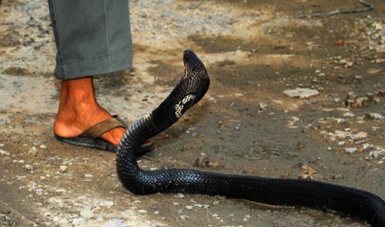 Mimpi Kena Patuk Ular Tafsir dan Arti Mimpi Digigit Ular 72 mimpi menolong ular yang