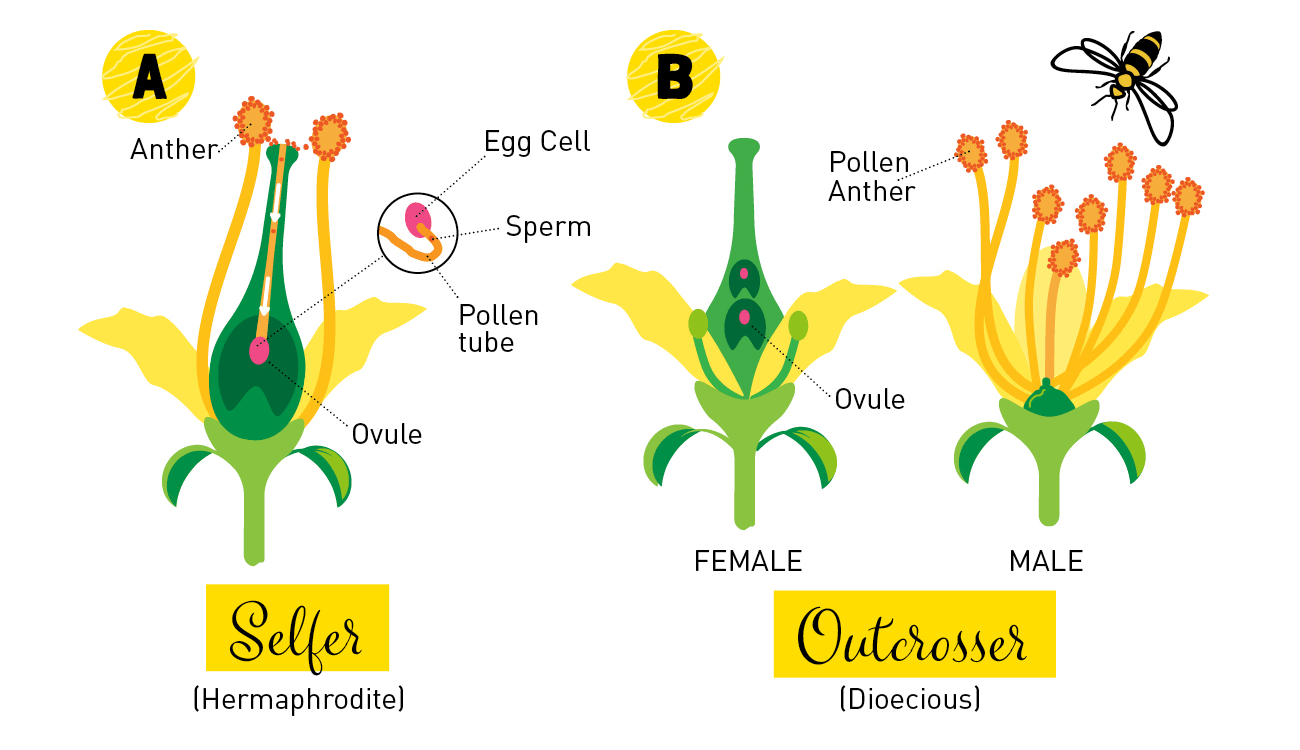 Flowering Plants The birds and the bees and a little sneeze