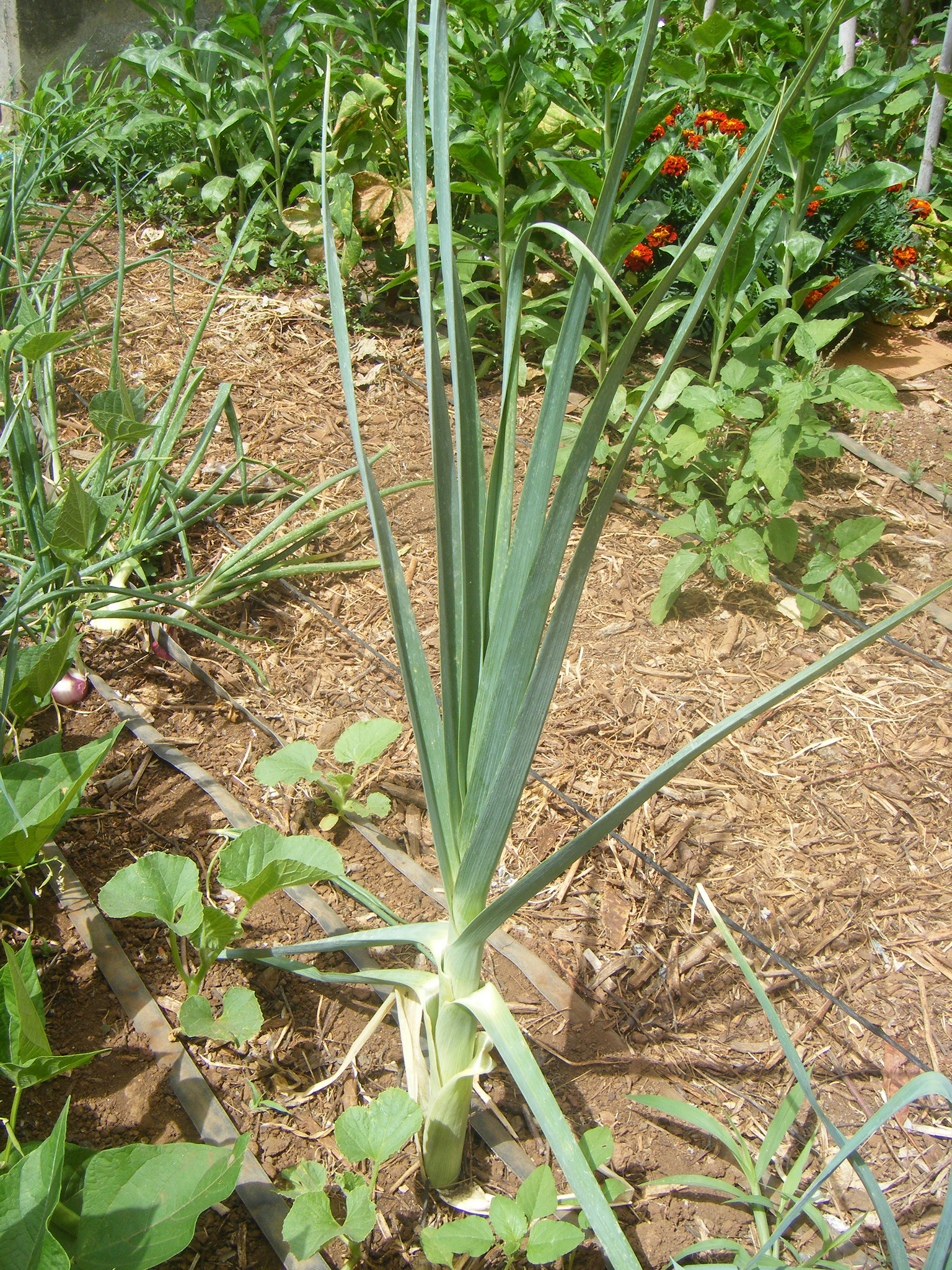 Puerro Huerto.Bio