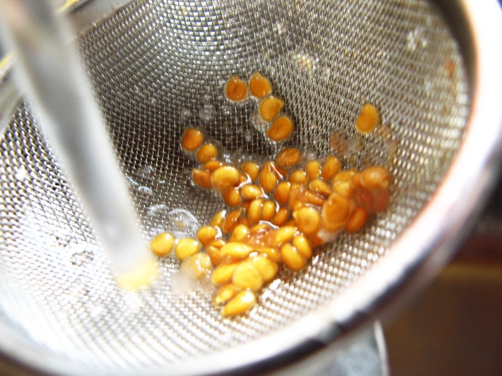 GUARDANDO SEMILLAS DE TOMATE POR EL MÉTODO DE FERMENTACIÓN