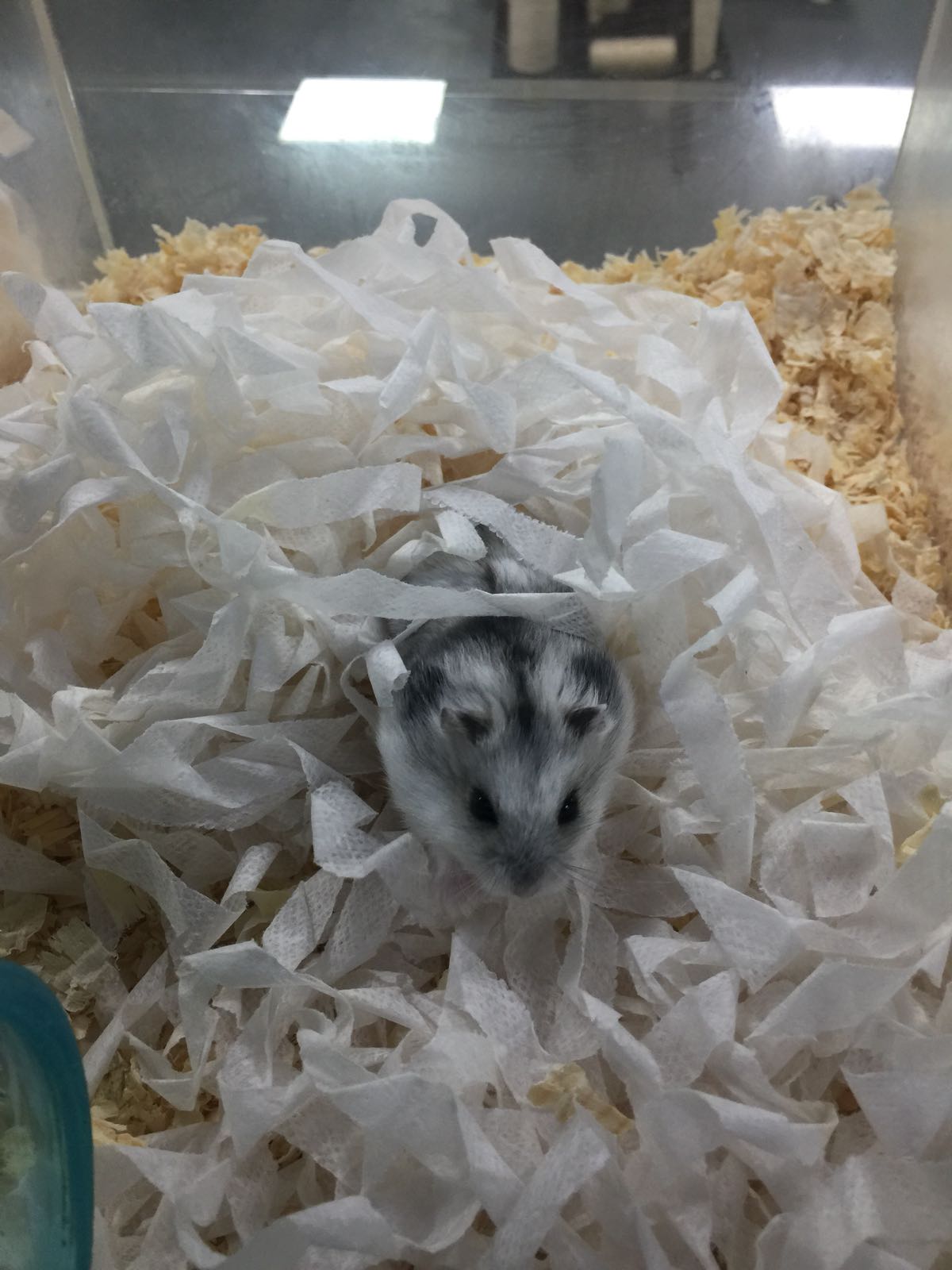 Russian Dwarf Hamster