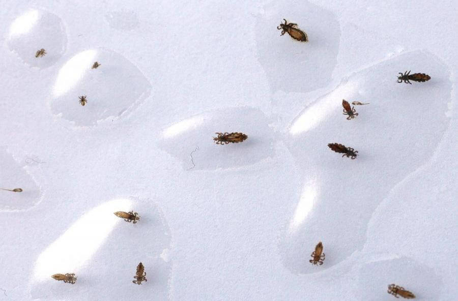 Hoofdluis / Pediculosis capitis