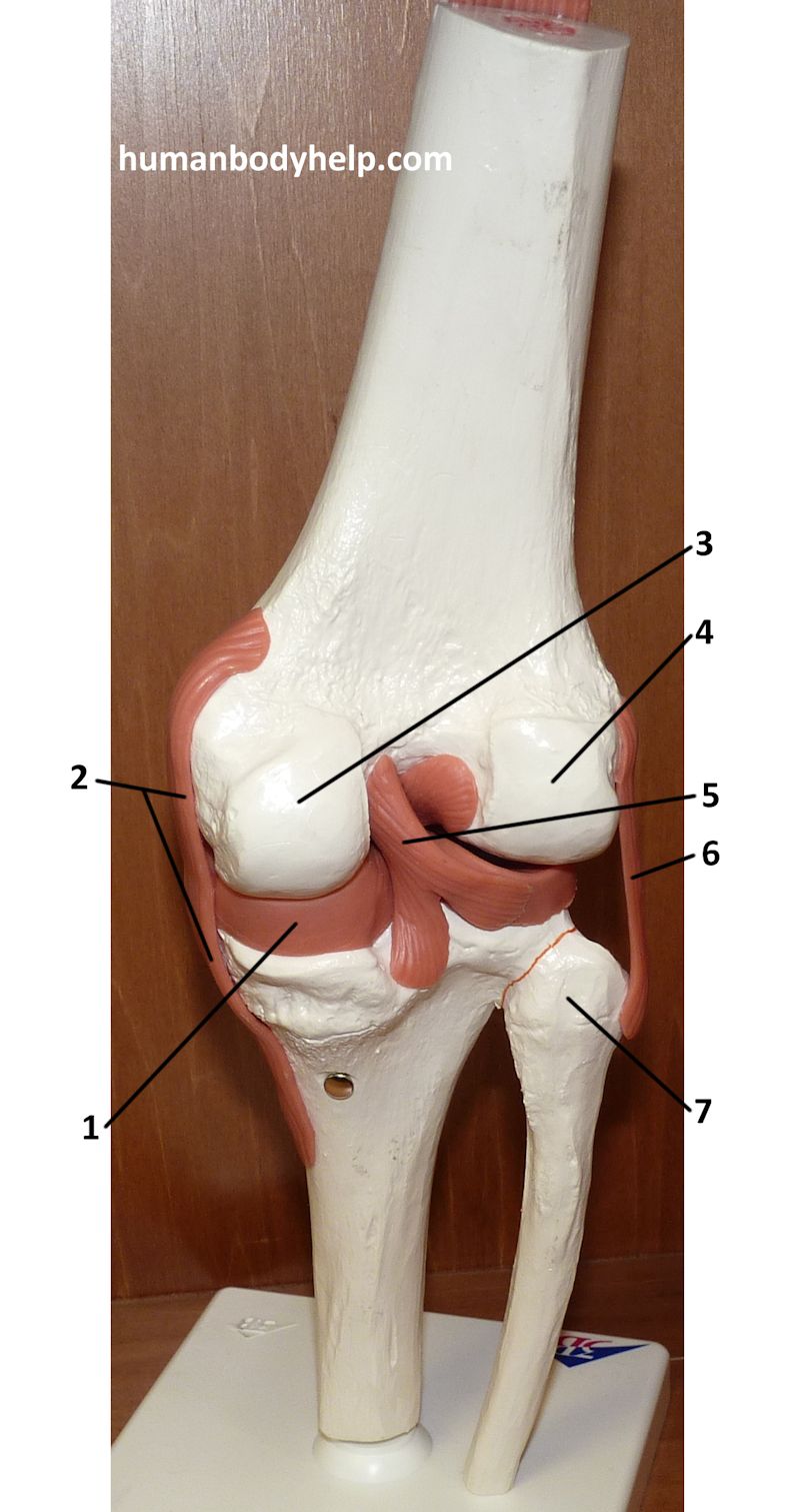 Knee Joint Posterior Human Body Help