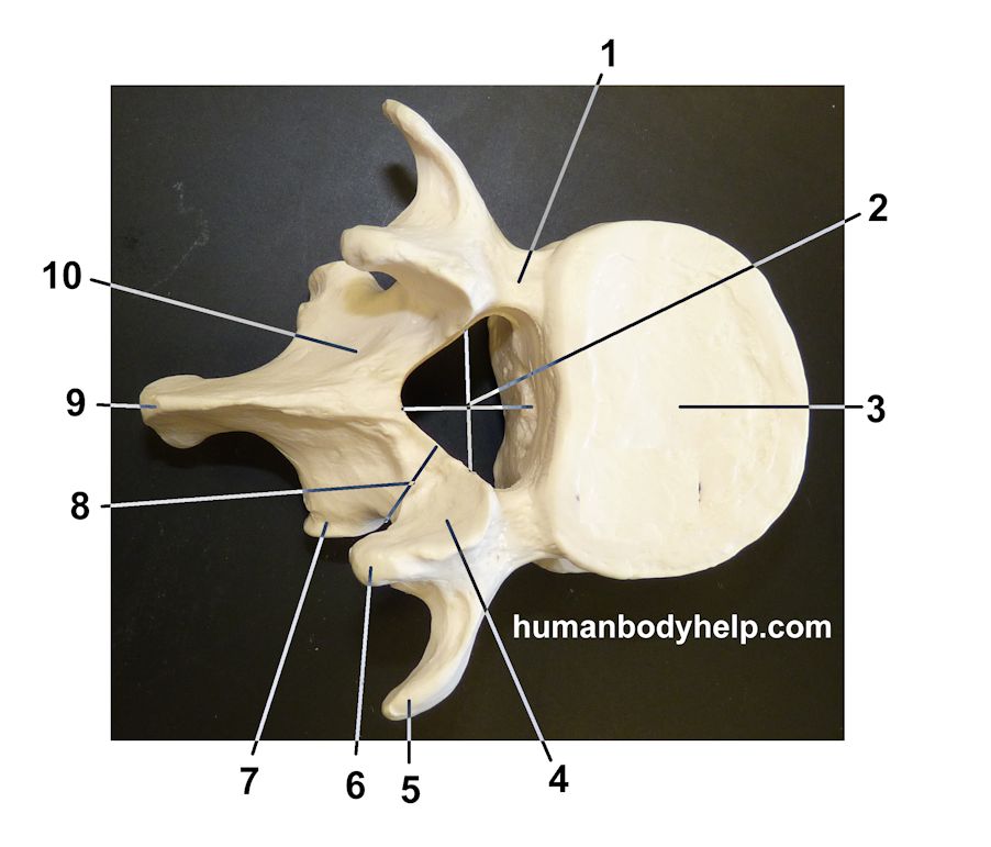Lumbar Vertebra Superior View Human Body Help