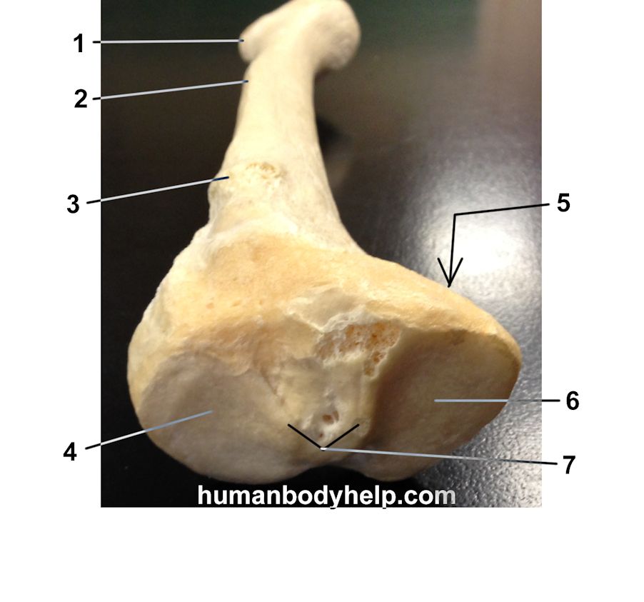 Tibia Superior View Human Body Help