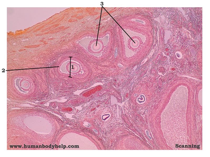 Ovary Human Body Help