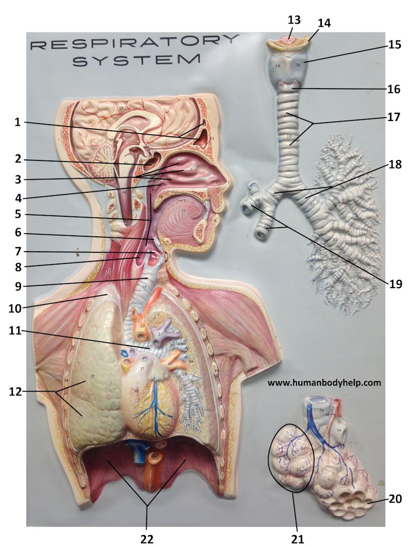 Respiratory Plaque 1 Human Body Help