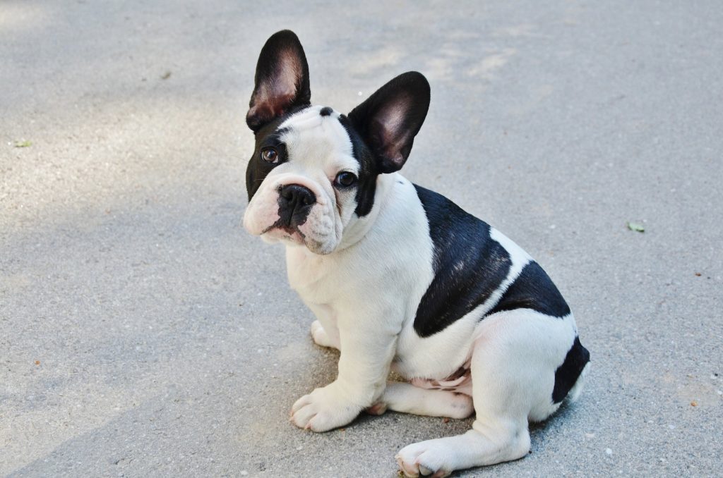 The French Bulldog Grooming Guide Humane Network