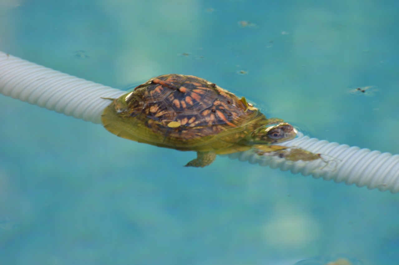 Box turtle in pool2 Humane Gardener