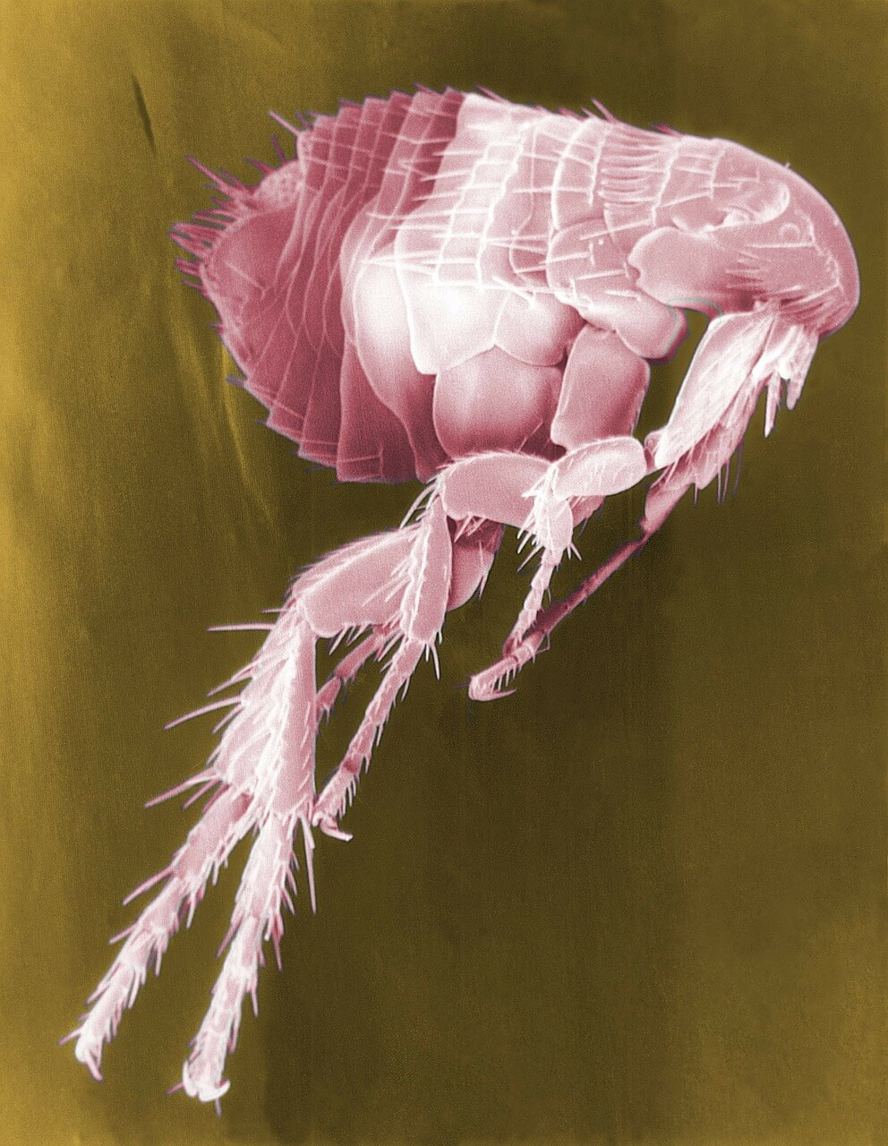 Safe, Natural Flea Extermination