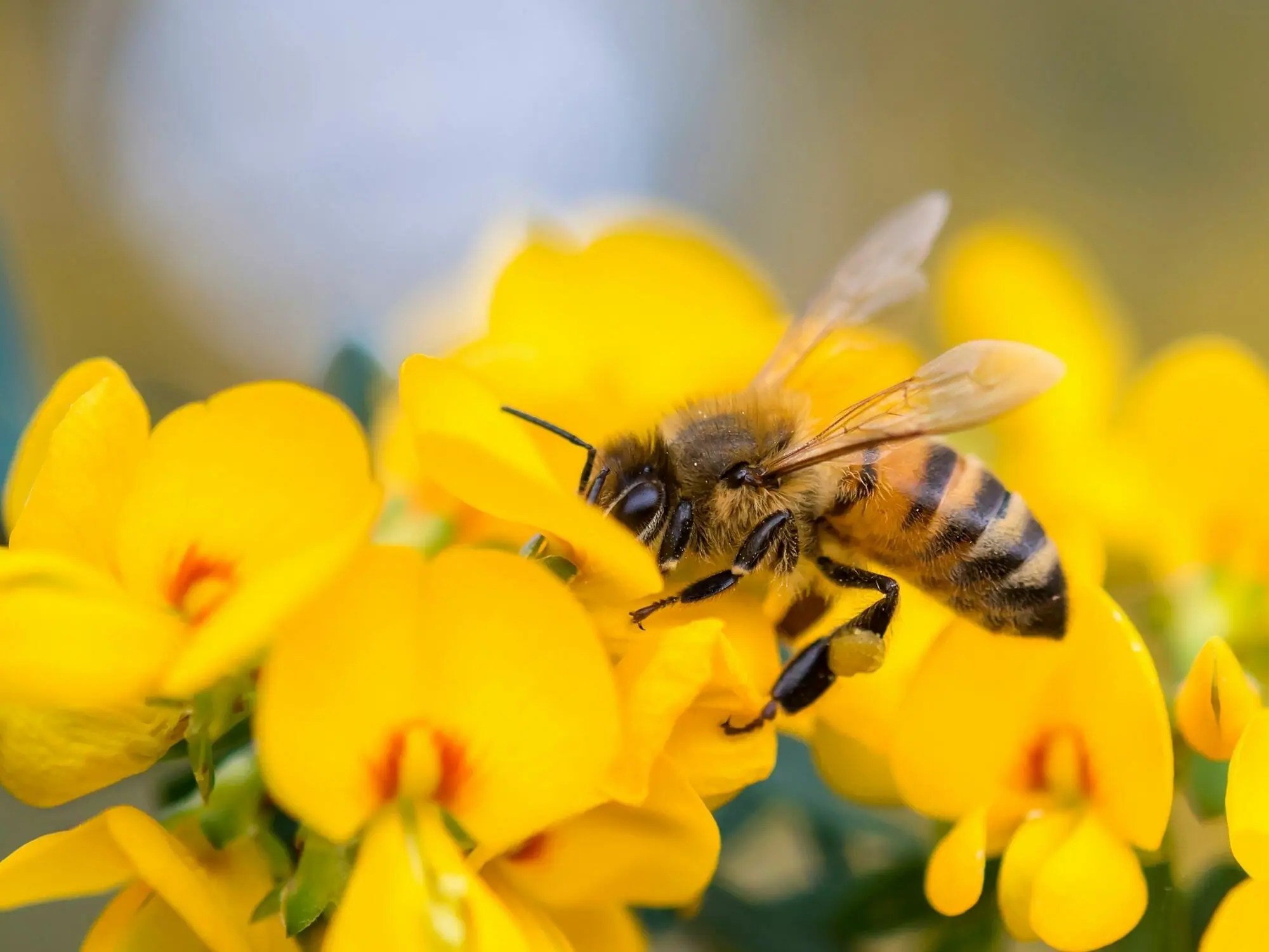 La salute delle api Humane World Magazine