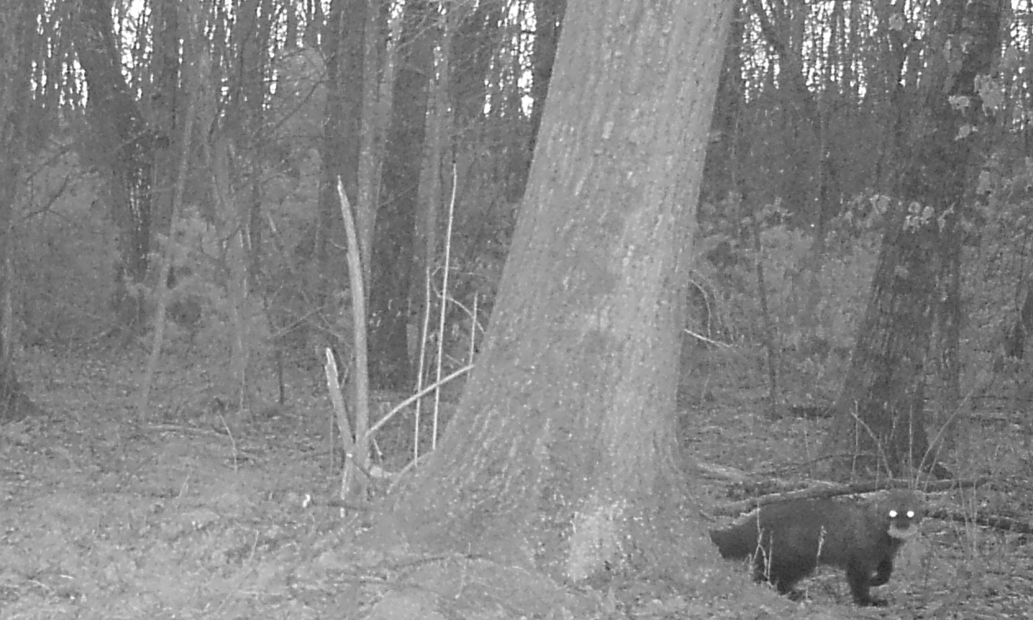 fisher cat scream myth Simply Site Photography