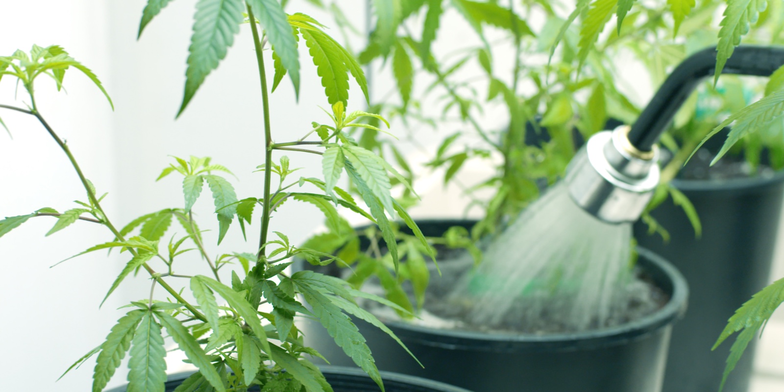 Flushing Cannabis Explained Humboldt Seeds