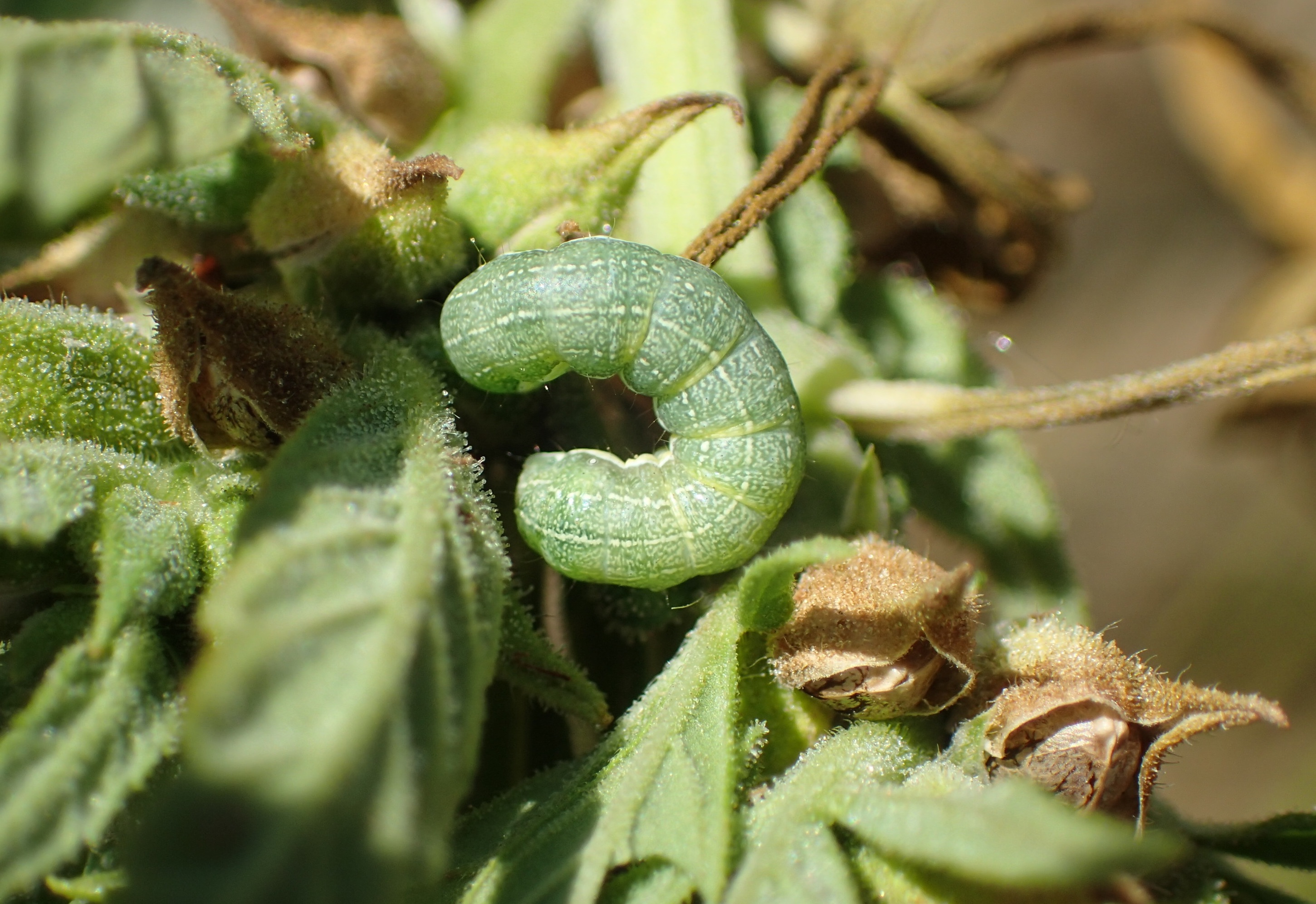 How to detect and fight caterpillars, one of the worst plagues