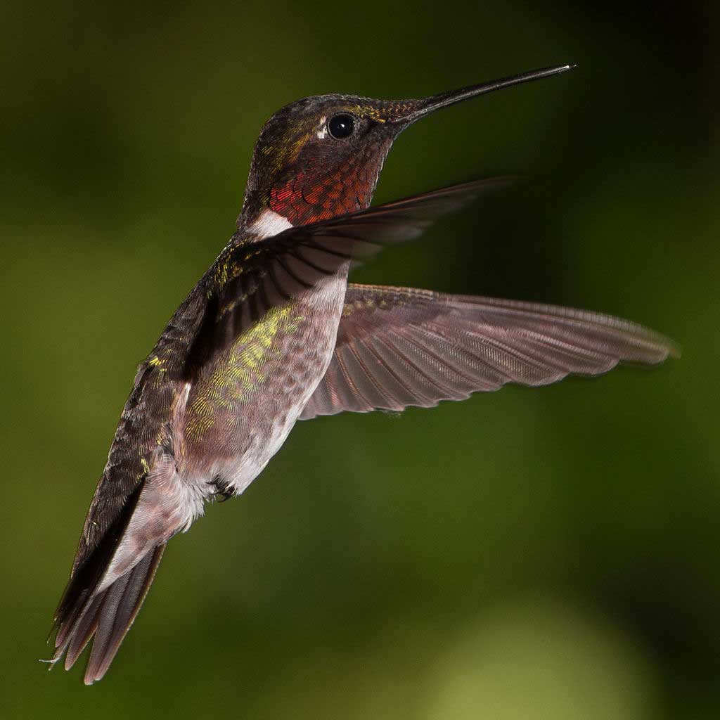 Hummingbirds for Kids. Fun Facts and Activities
