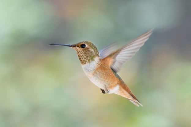 🎉 Hummingbird adaptations. Hummingbird Facts For Kids. 20190205