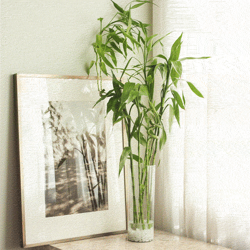 Three Indoor Plants that Will Enhance Your Home Hunar Online
