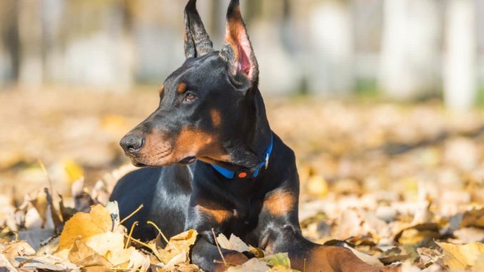 Dobermann › HundeInfo.de
