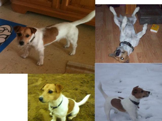Jack Russel Rüde möchte Vater werden