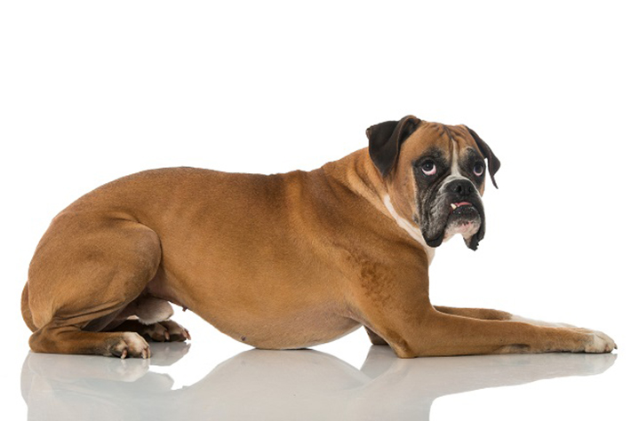 Rüde oder Hündin? Was man als zukünftiger Hundebesitzer wissen sollte