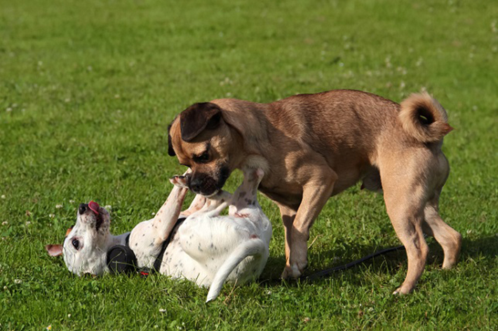 Rüde oder Hündin? Was man als zukünftiger Hundebesitzer wissen sollte