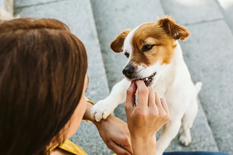 Beruhigungsmittel für Hunde Hundefutter Test