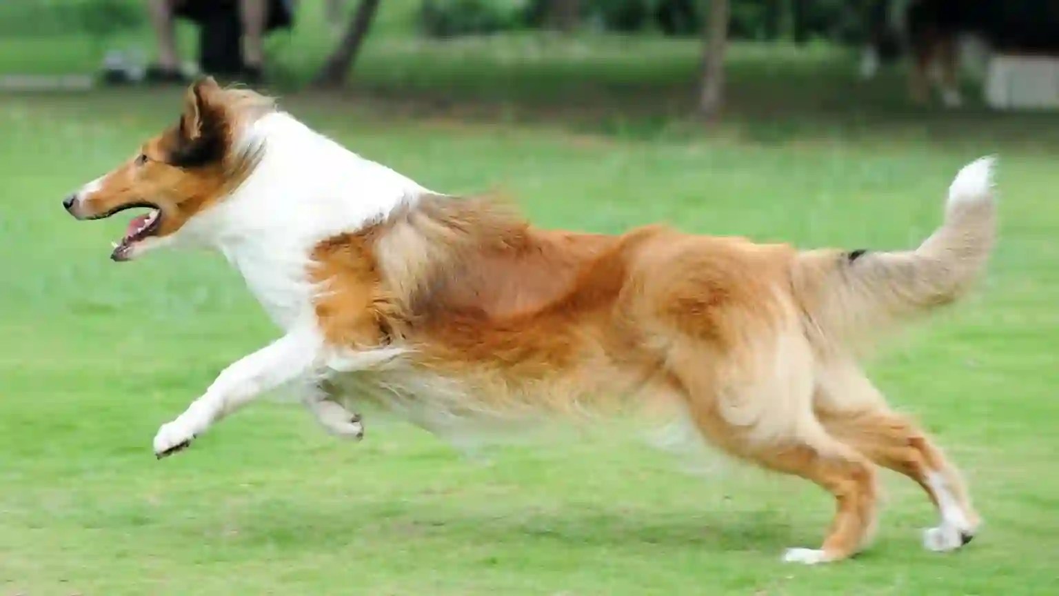 How Do I Control My Dogs High Prey Drive Effective Strategies