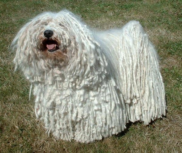 hunderassen.de Puli