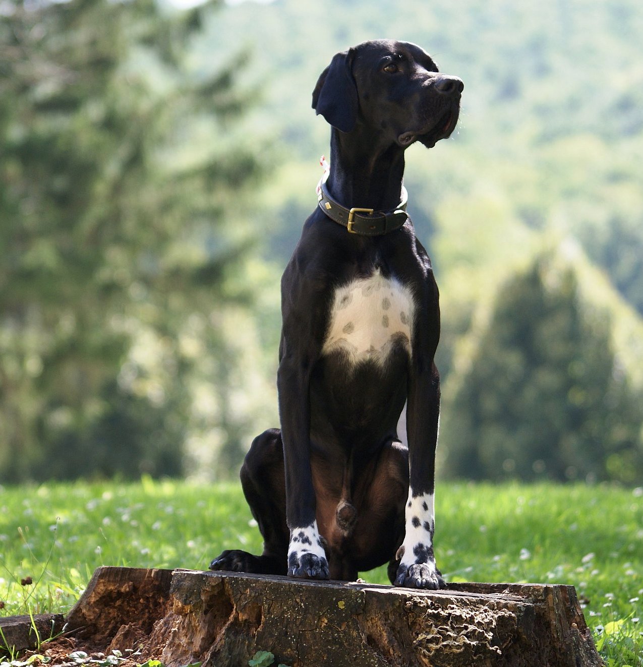 English Pointer. Pointers (English) Pinterest Englische Pointer