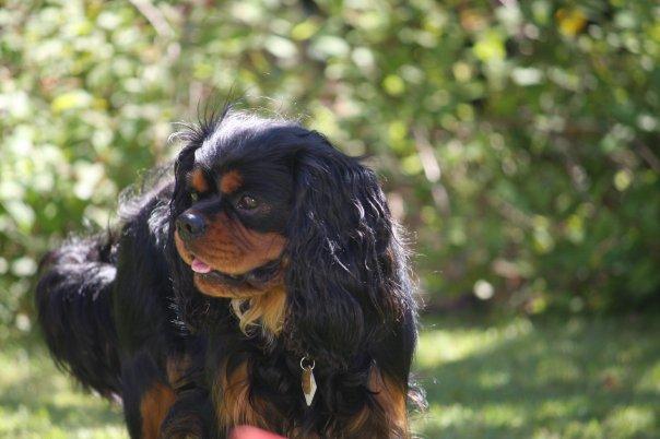 Cavalier King Charles Spaniel