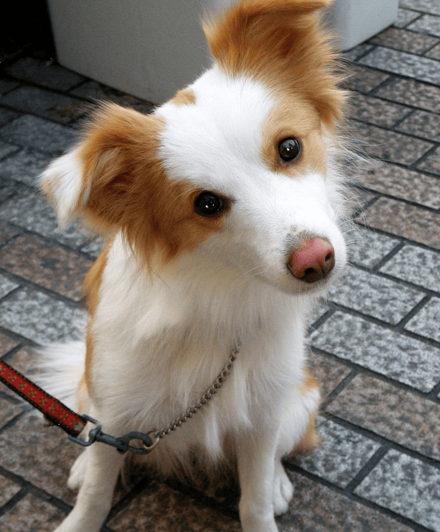 Familienhund Hundepflege & Tipps & Hunderassen