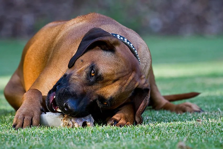 Rhodesian Ridgeback rasbeskrivning