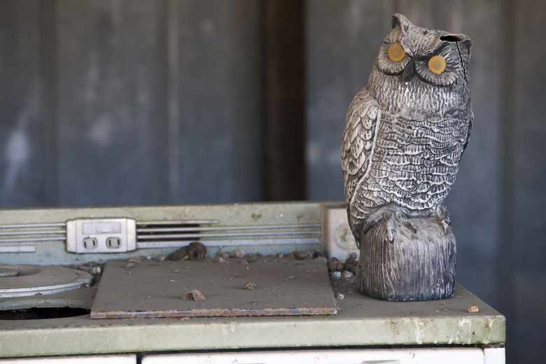 What Pests Are Afraid of Owl Statues? Hunker