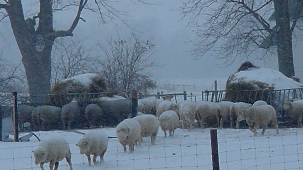 Considerations for Winter Feeding and Reproduction in Sheep