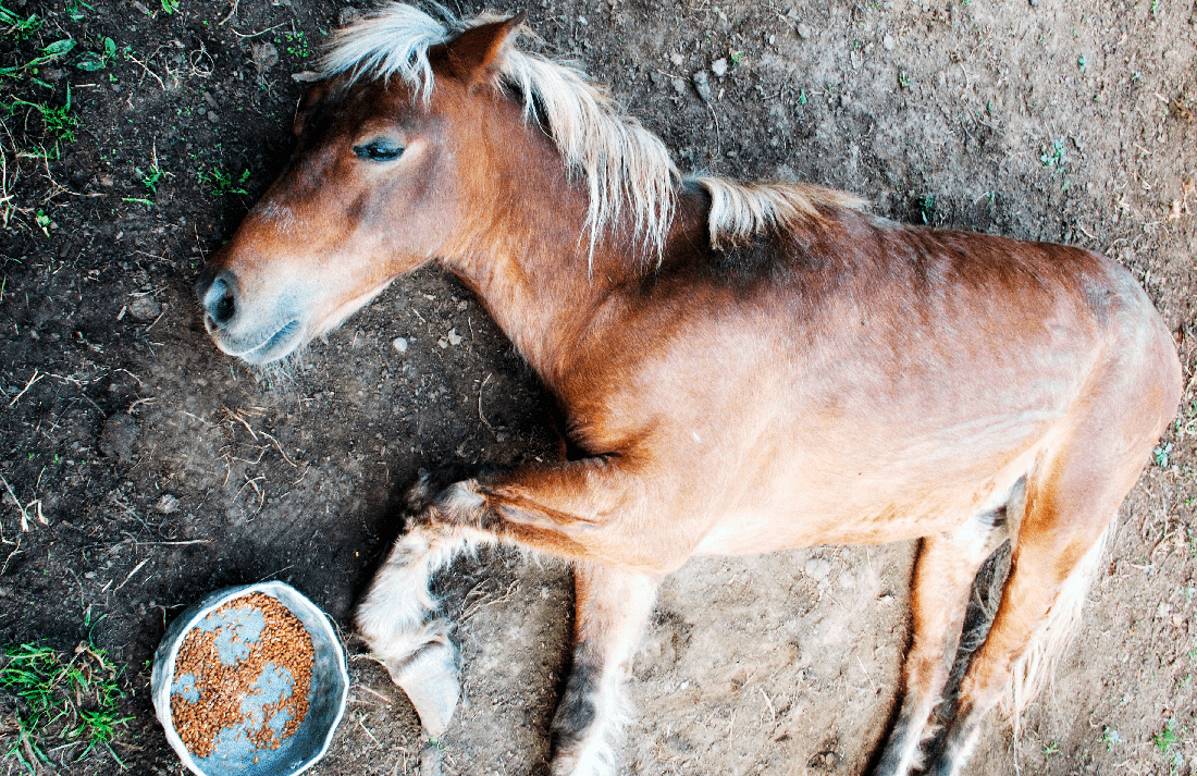 Feeding Horses With Laminitis How to care for you laminitis horse