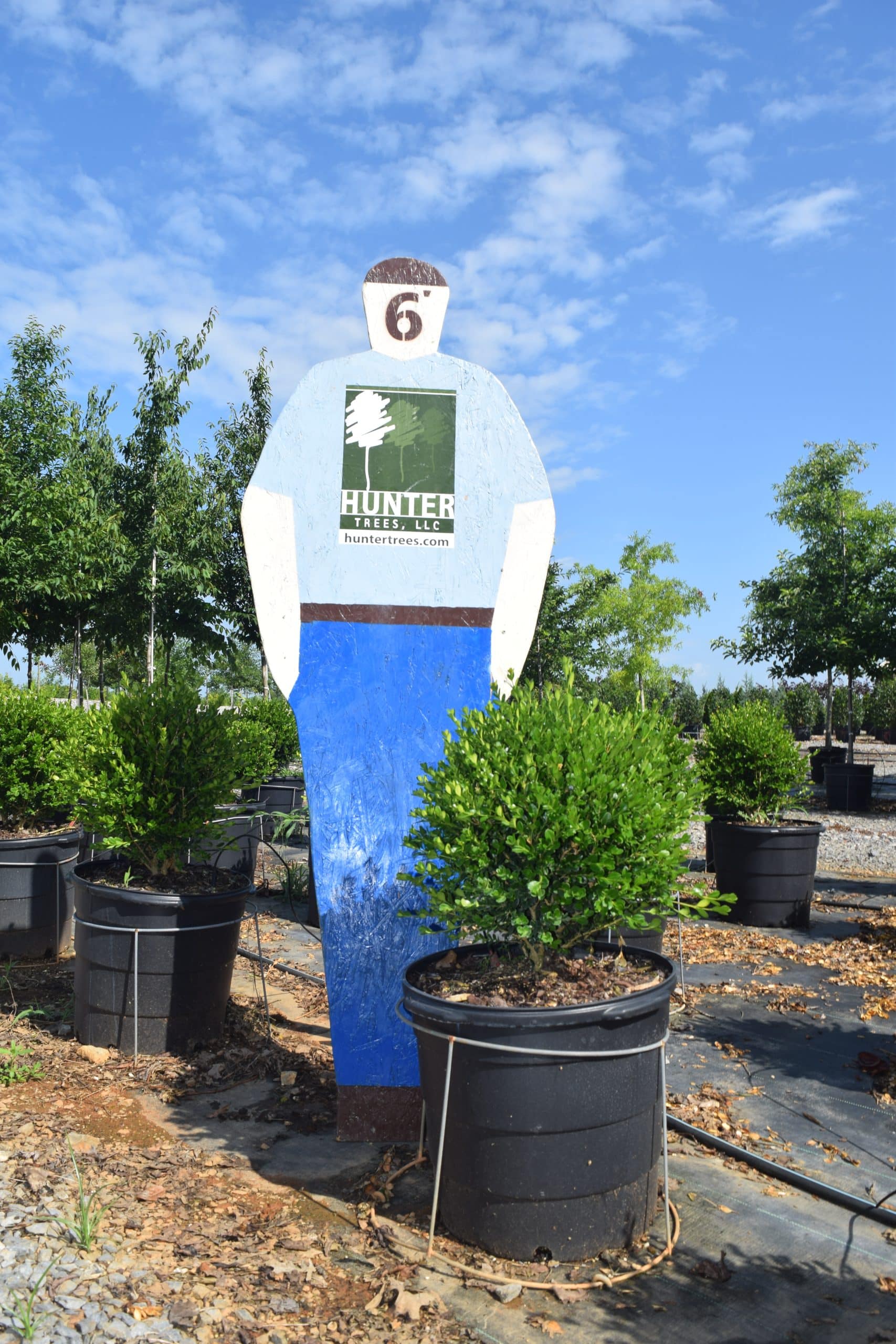 Wholesale Evergreen Trees in Alpine, AL Hunter Trees