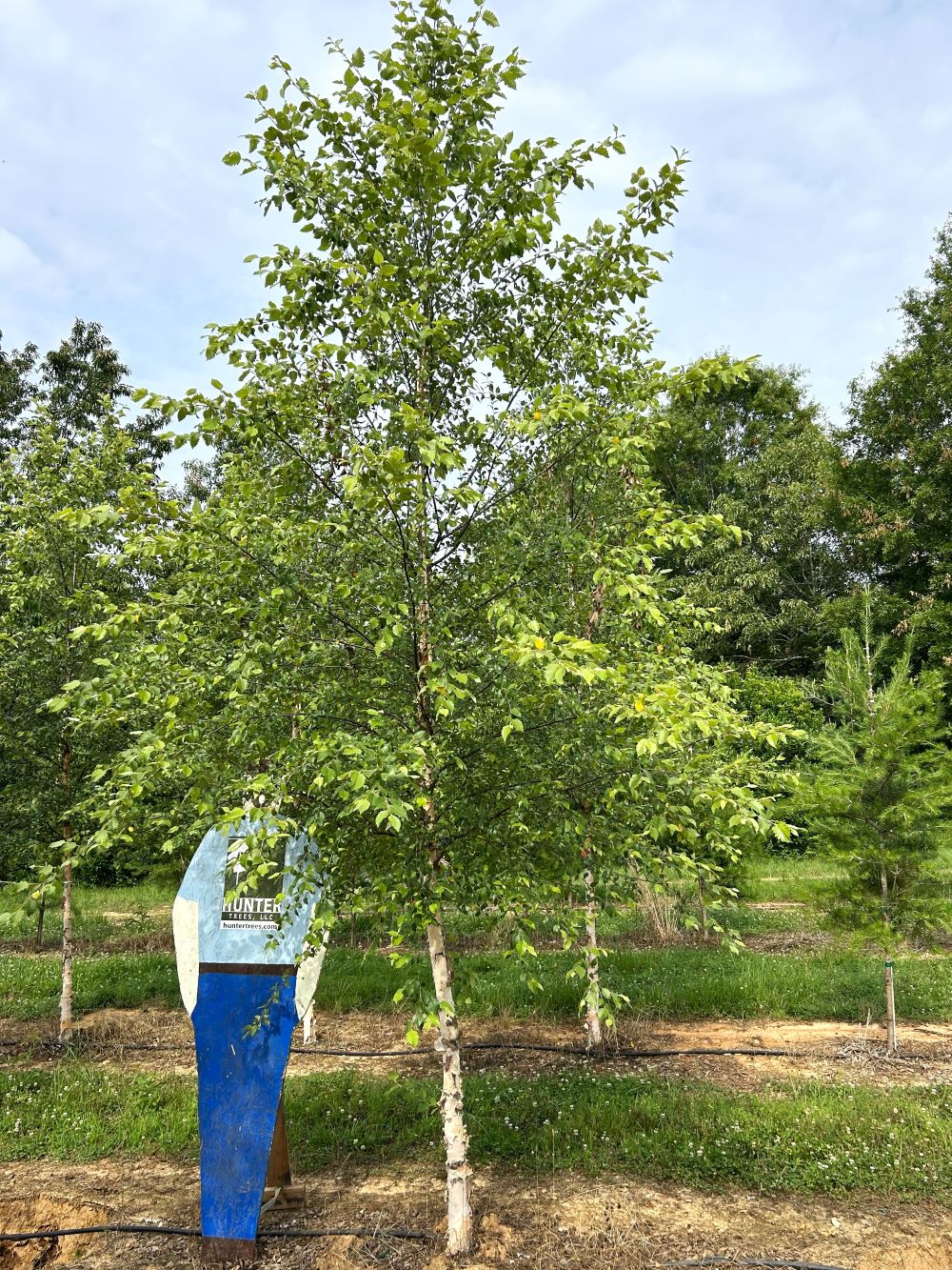 DuraHeat® River Birch 3.5" STD Hunter Trees, LLC