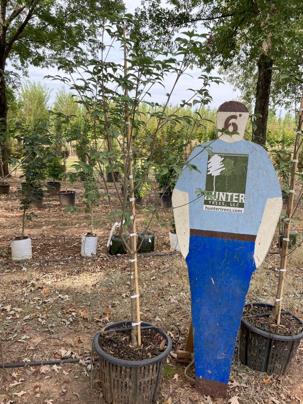 Constellation® Dogwood 10 gal Hunter Trees, LLC