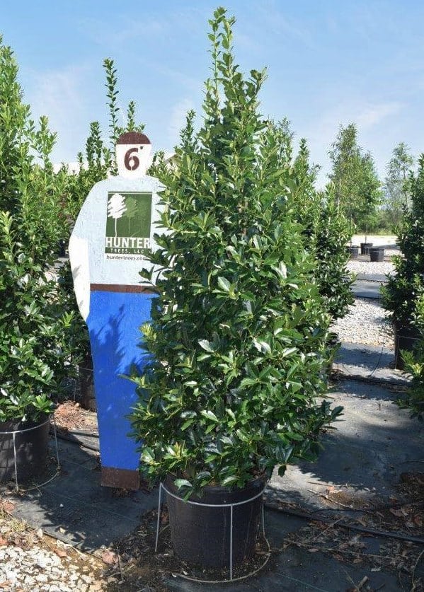 Wholesale Evergreen Trees in Alpine, AL Hunter Trees
