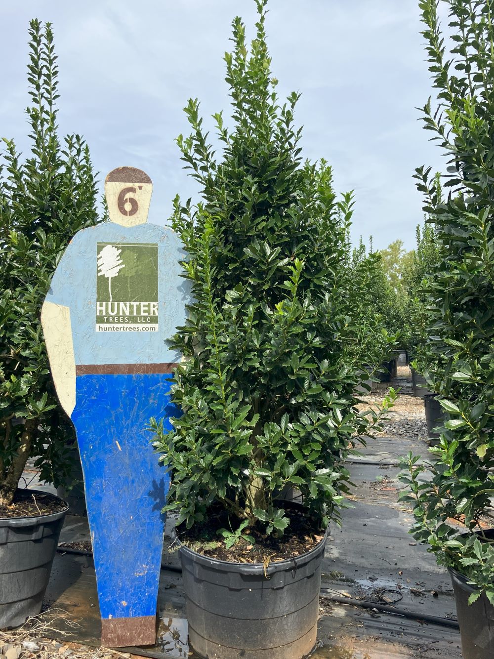 Wholesale Evergreen Trees in Alpine, AL Hunter Trees