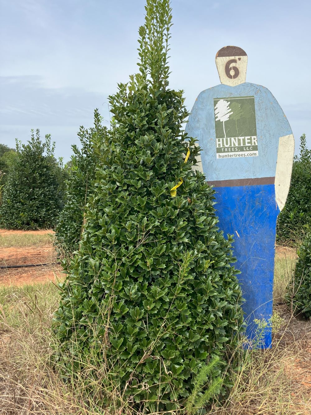 Wholesale Evergreen Trees in Alpine, AL Hunter Trees