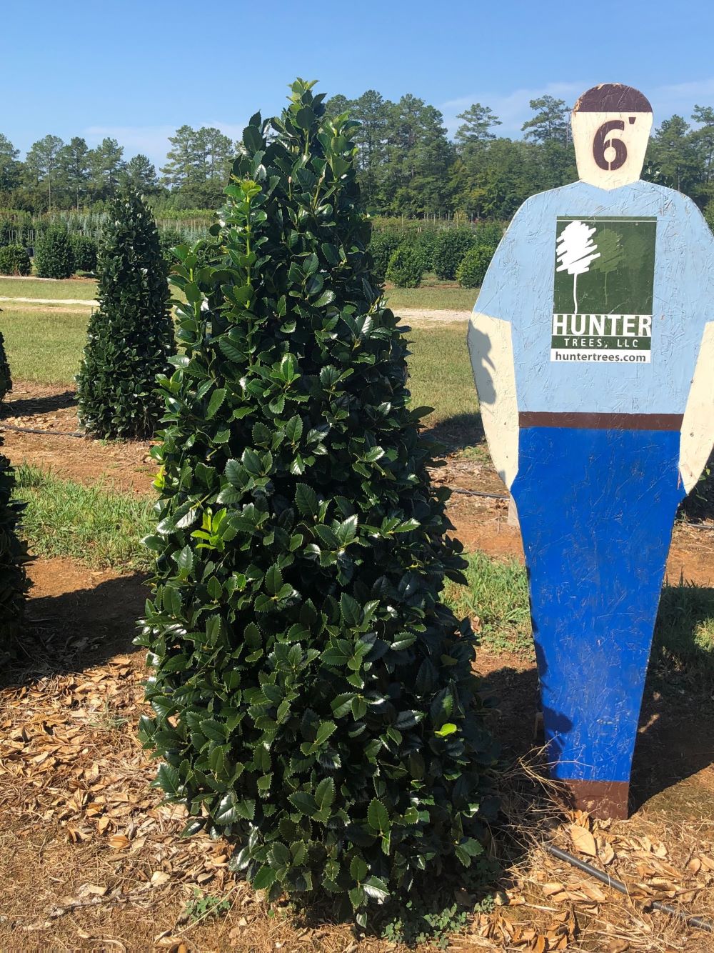 Wholesale Evergreen Trees in Alpine, AL Hunter Trees