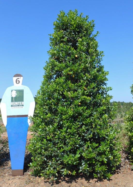 Wholesale Evergreen Trees in Alpine, AL Hunter Trees