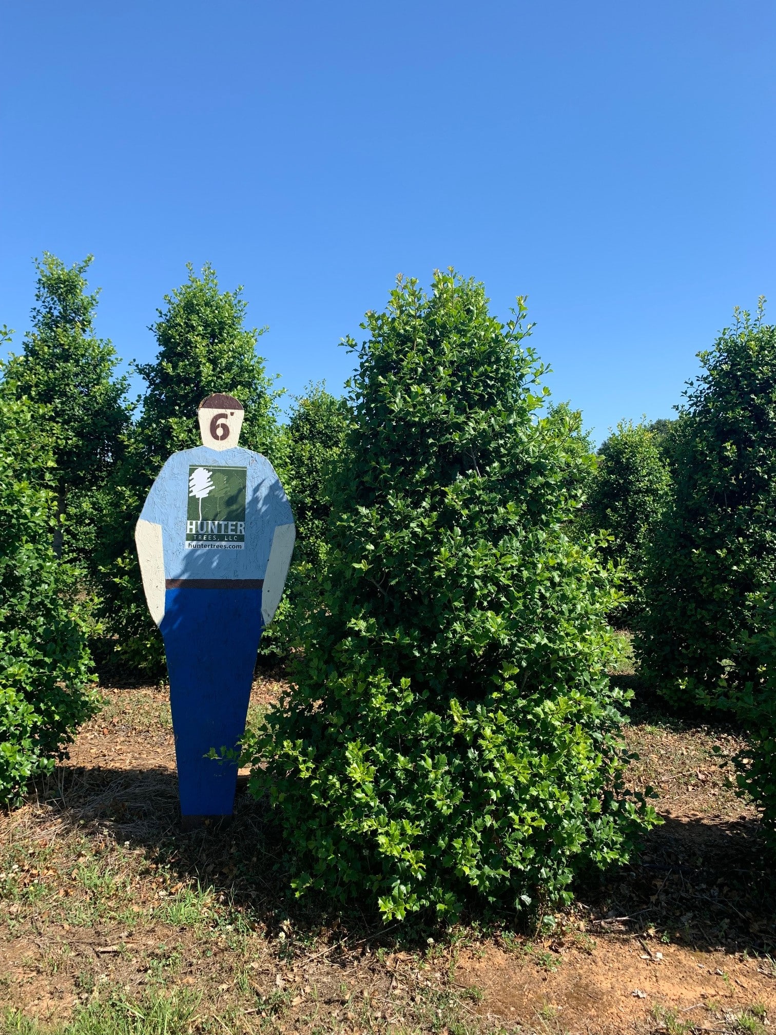 Wholesale Evergreen Trees in Alpine, AL Hunter Trees