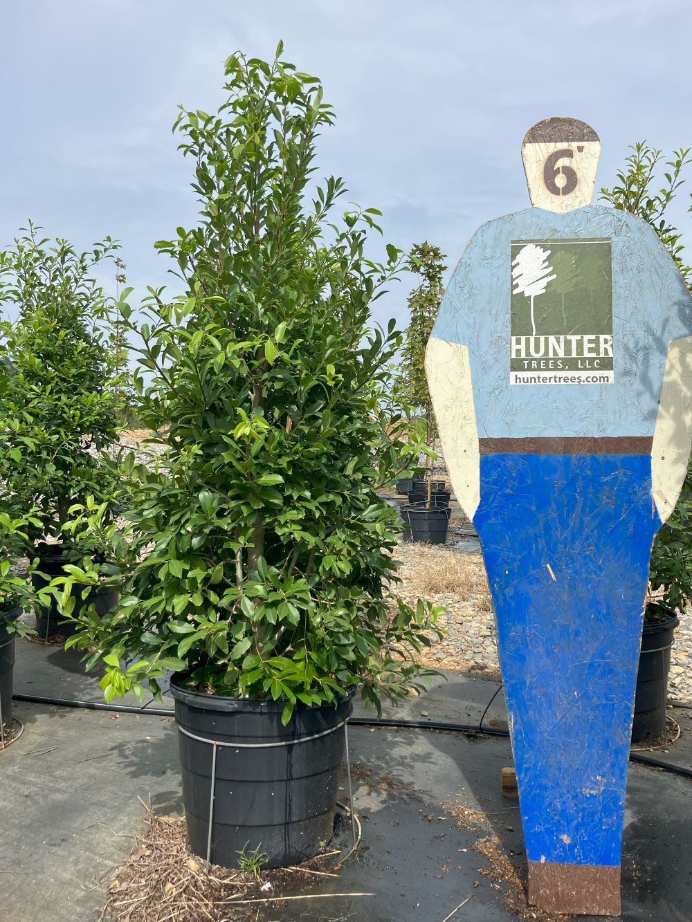 Wholesale Evergreen Trees in Alpine, AL Hunter Trees