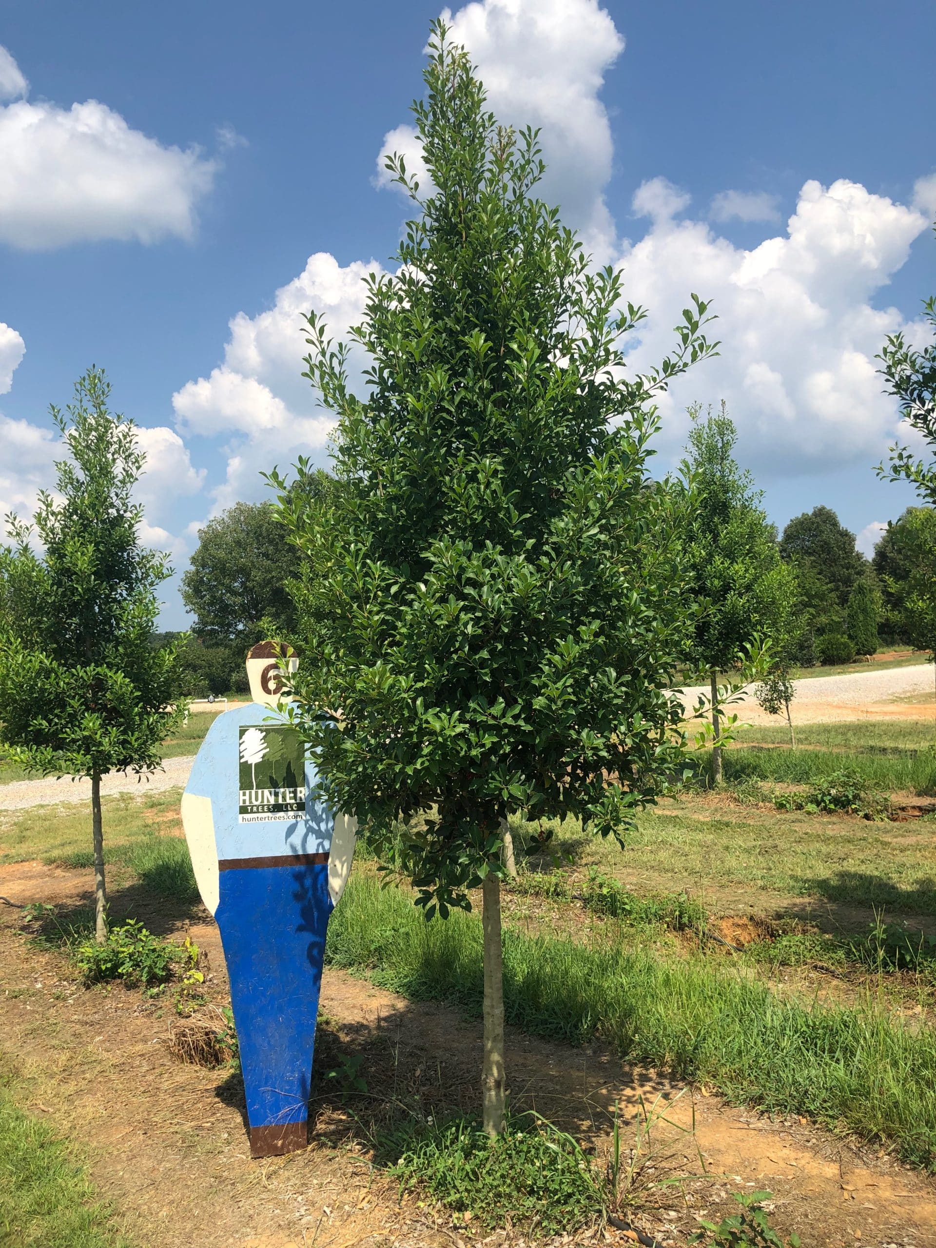 Wholesale Evergreen Trees in Alpine, AL Hunter Trees