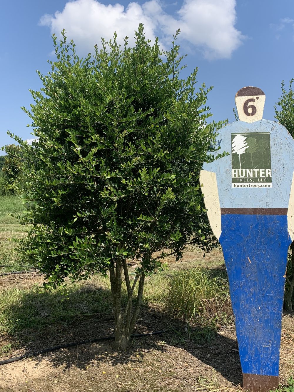 Hoskin Shadow Yaupon Holly 8' Hunter Trees, LLC