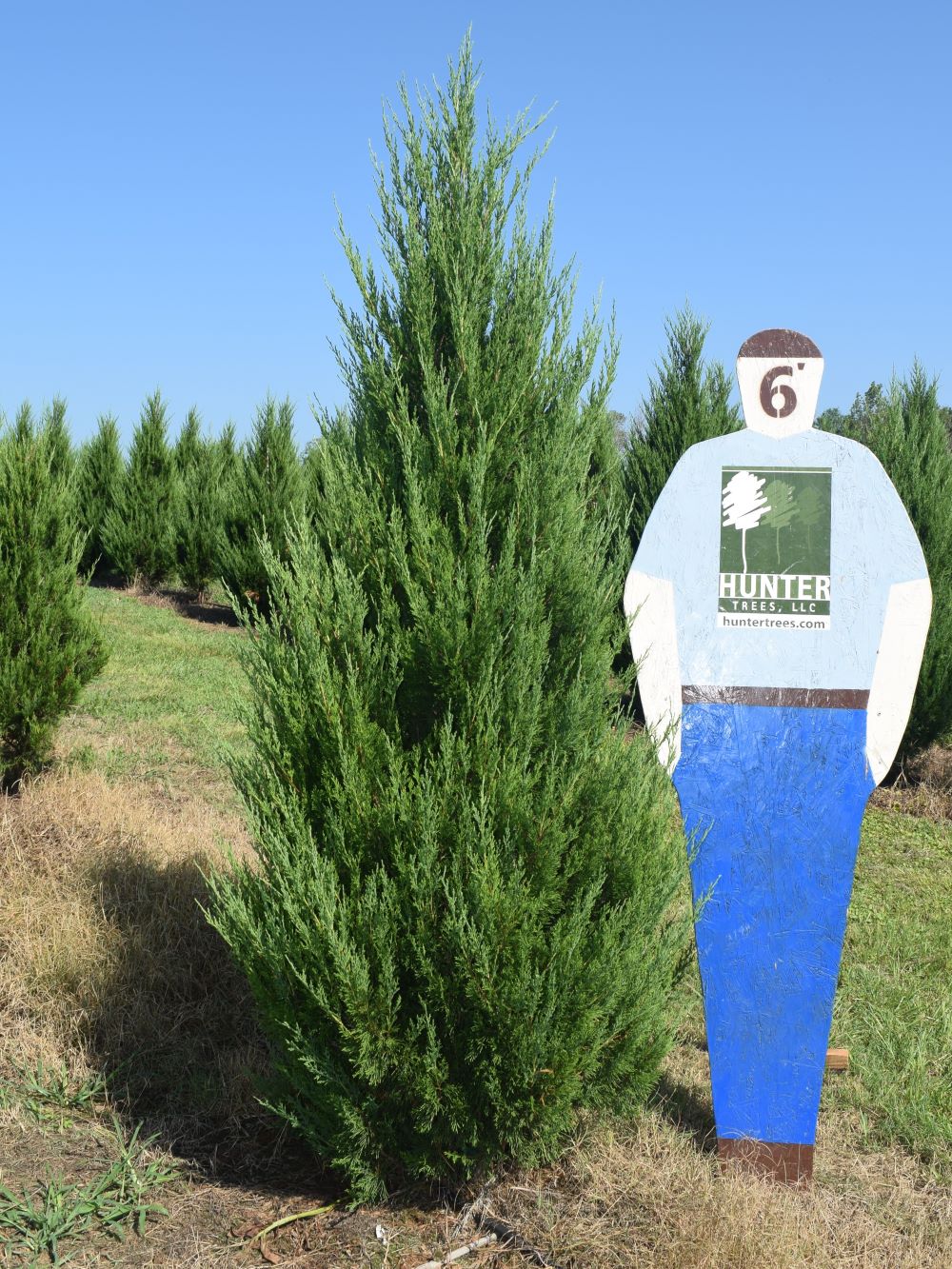 Wholesale Evergreen Trees in Alpine, AL Hunter Trees