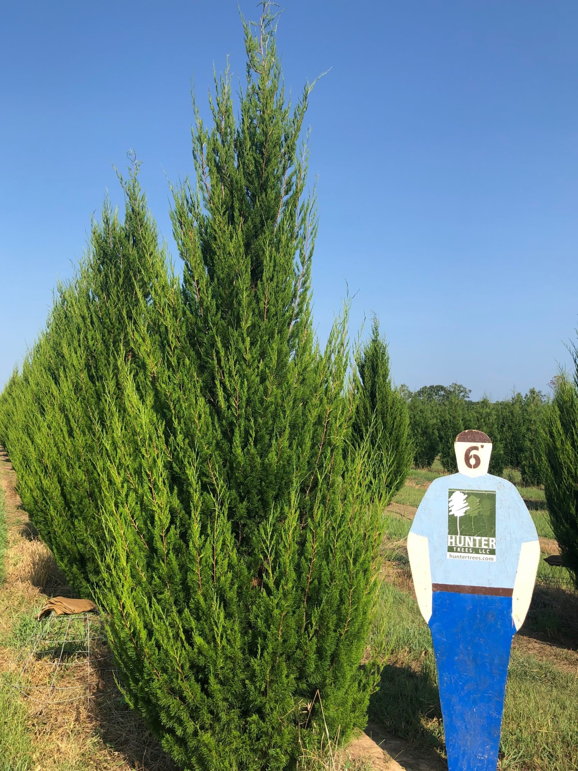 Wholesale Evergreen Trees in Alpine, AL Hunter Trees